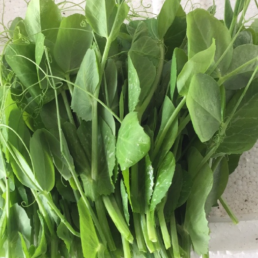 豌豆苗 货源充足，品质保证