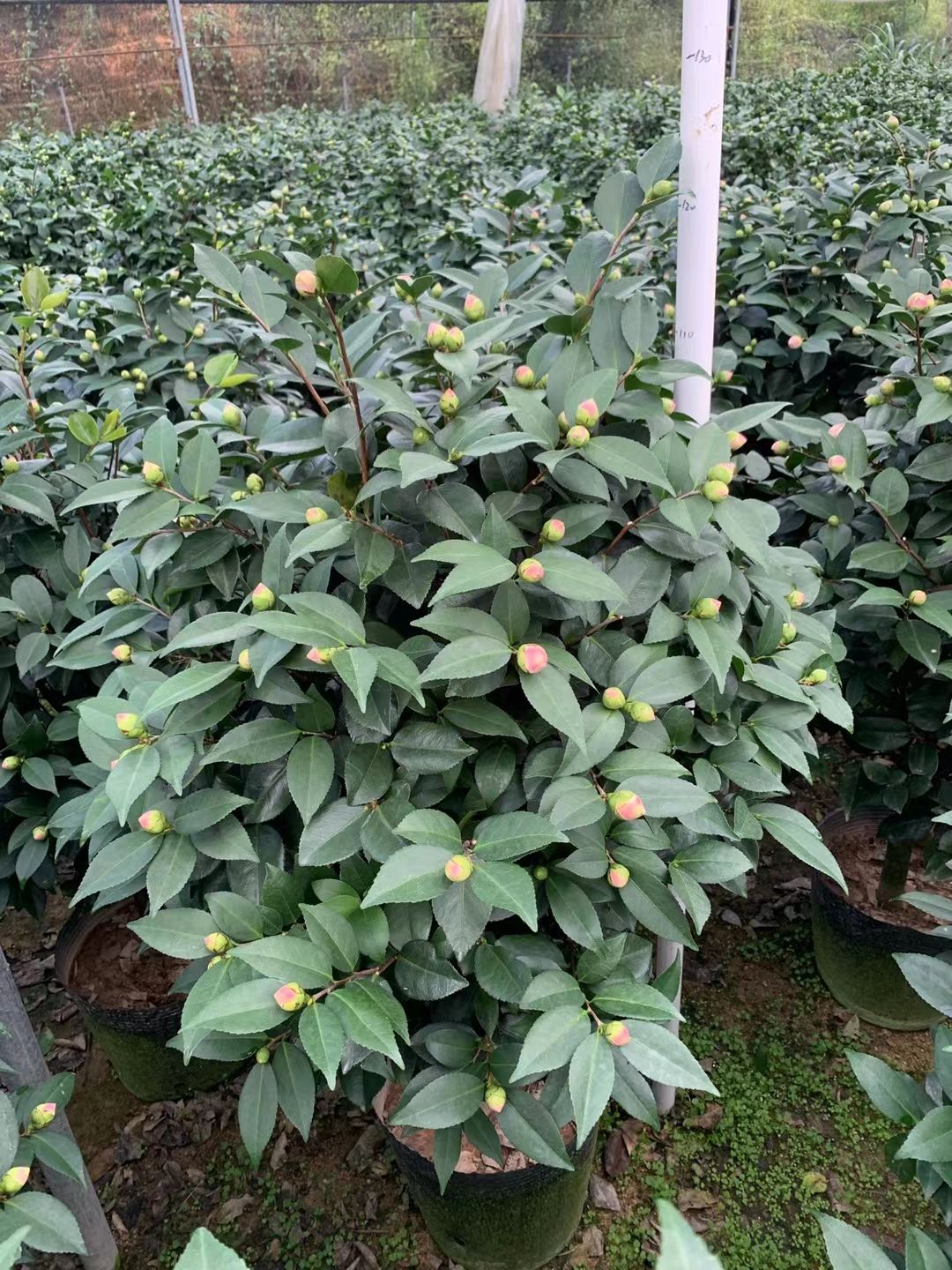 香妃山茶花盆栽带花苞四季绿植花卉浓香烈香树苗客厅阳台好养植物