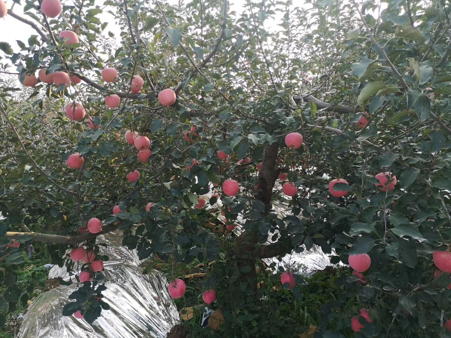  烟台红富士苹果