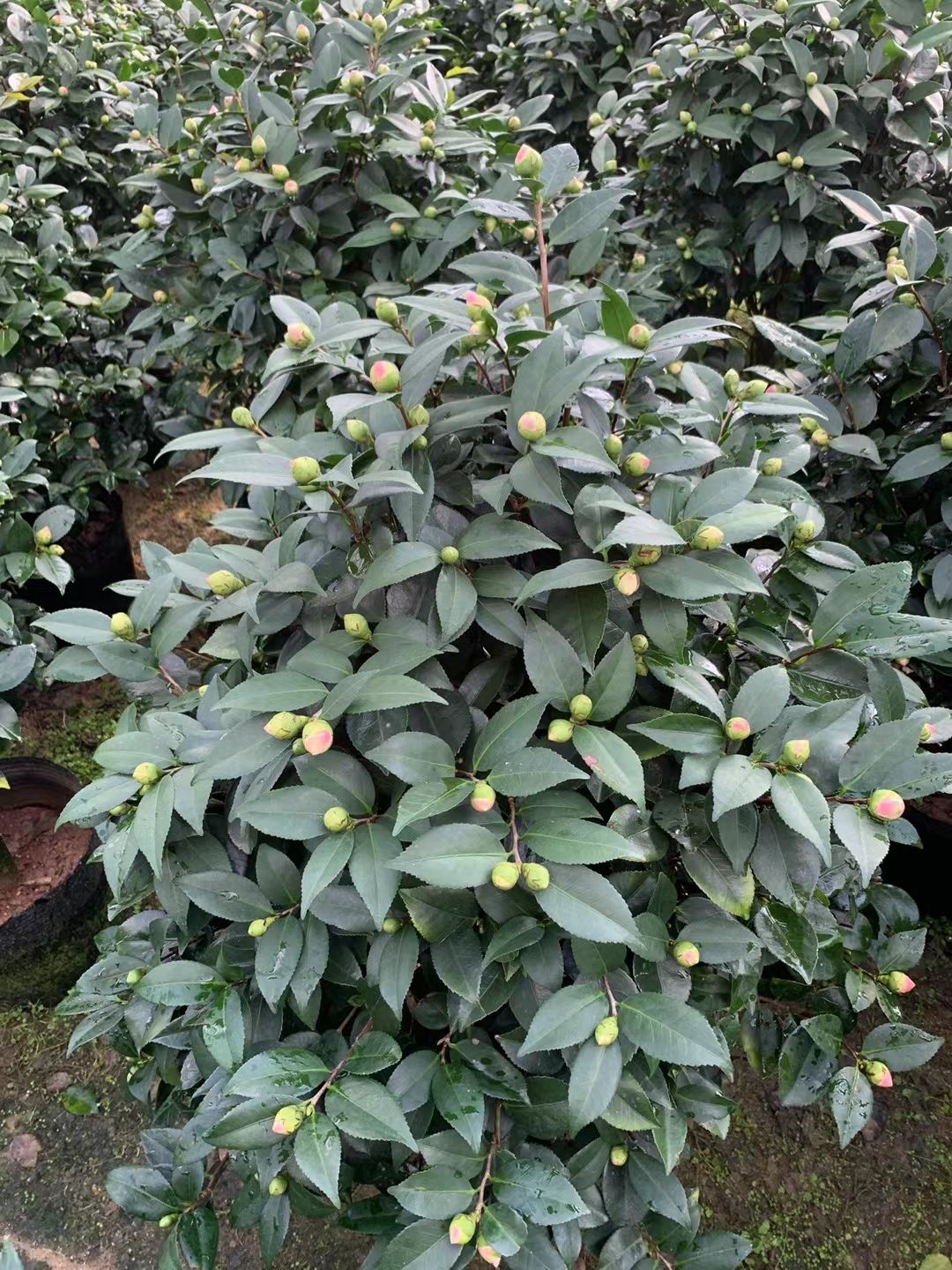 香妃山茶花盆栽带花苞四季绿植花卉浓香烈香树苗客厅阳台好养植物