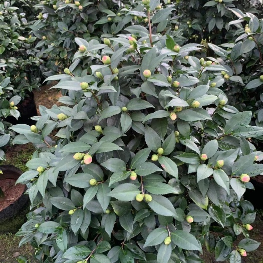 漳平市香妃山茶花盆栽带花苞四季绿植花卉浓香烈香树苗客厅阳台好养植物