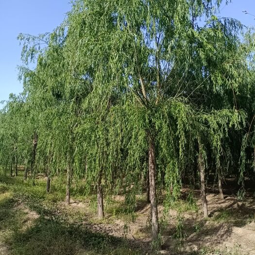 永清县垂柳