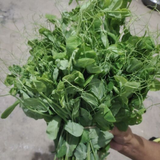 务川县 豌豆苗，新鲜，现摘现卖