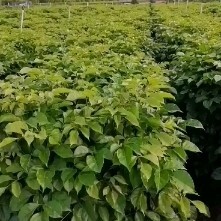 广州幸福树盆栽大型绿植大幸福树客厅四季常青花卉绿宝办公室植物批发