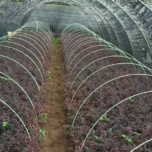 东莞市小拱棚杆 种植二棚长2米～6米支架5678mm毫米玻璃纤维杆