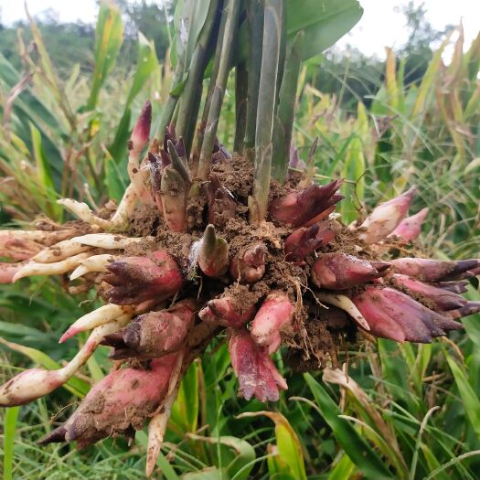 普定县阳荷种苗  阳荷种 阳荷姜种苗 洋荷姜种根 野生阳藿茗荷 洋火姜新鲜种子