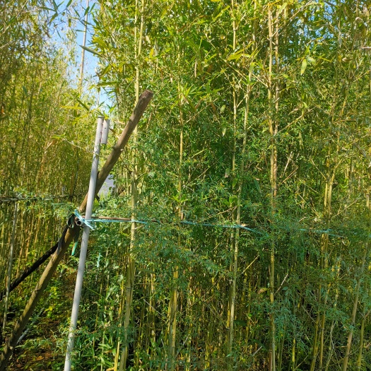 漳浦县刚竹      小刚竹