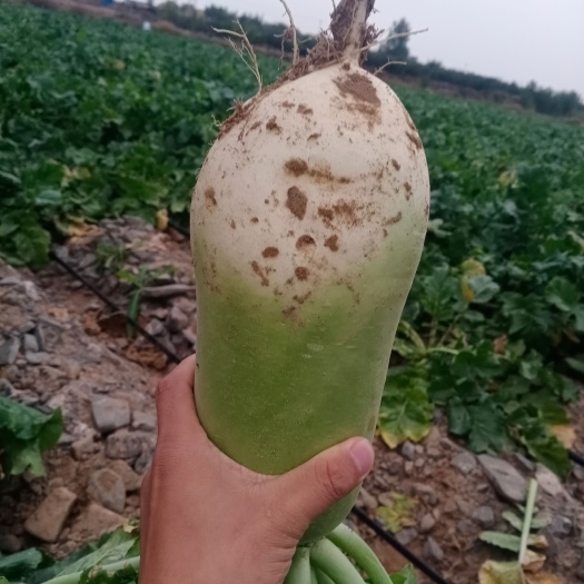 中卫宁夏中卫青萝卜 产地直发 全国代收代发