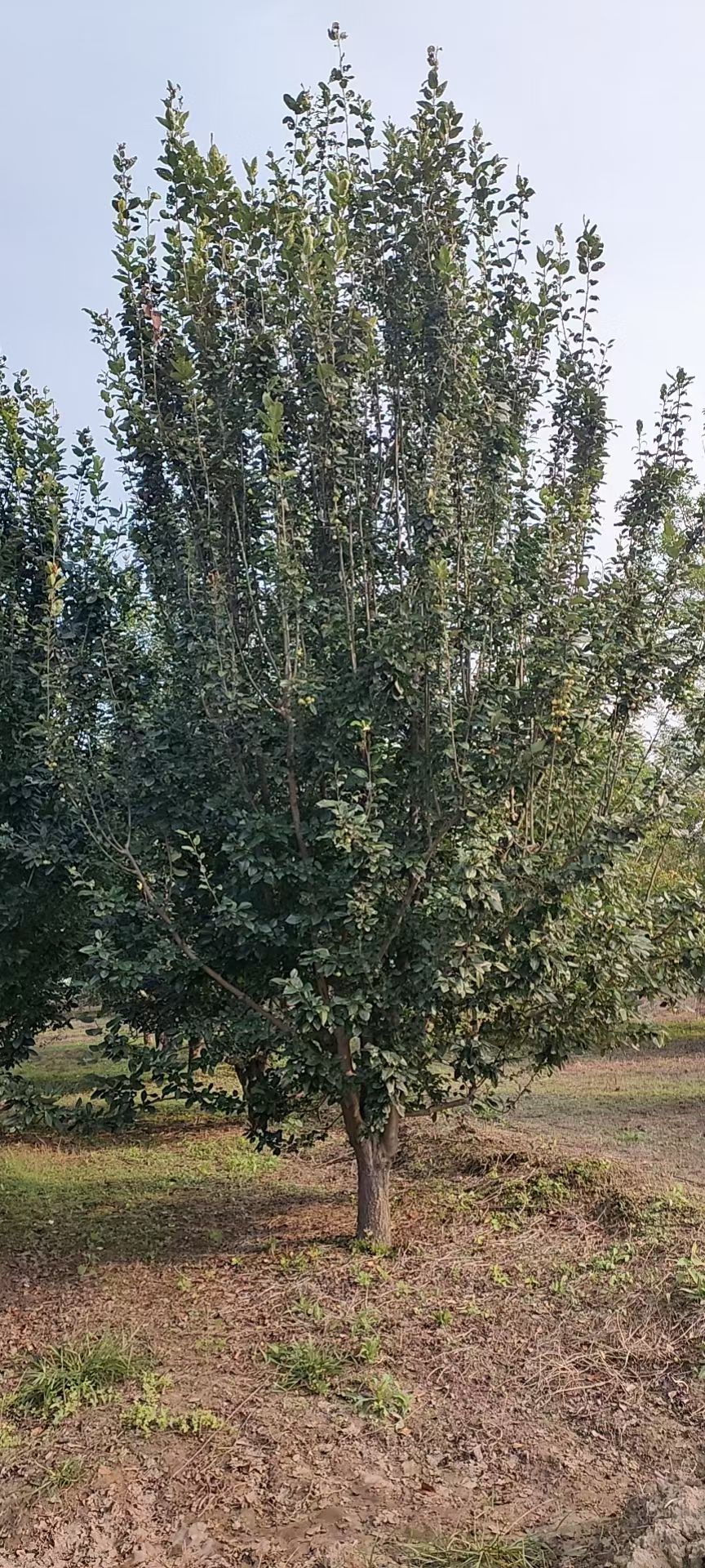 西府海棠
