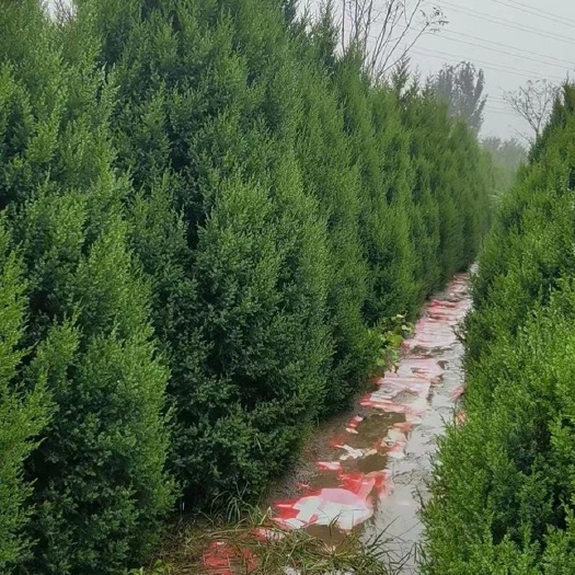 永清县塔柏  塔侩