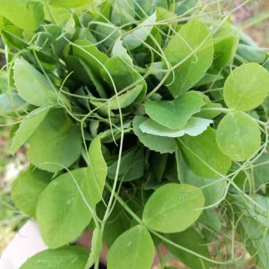 石林县豌豆苗 品质保证，货源稳定
