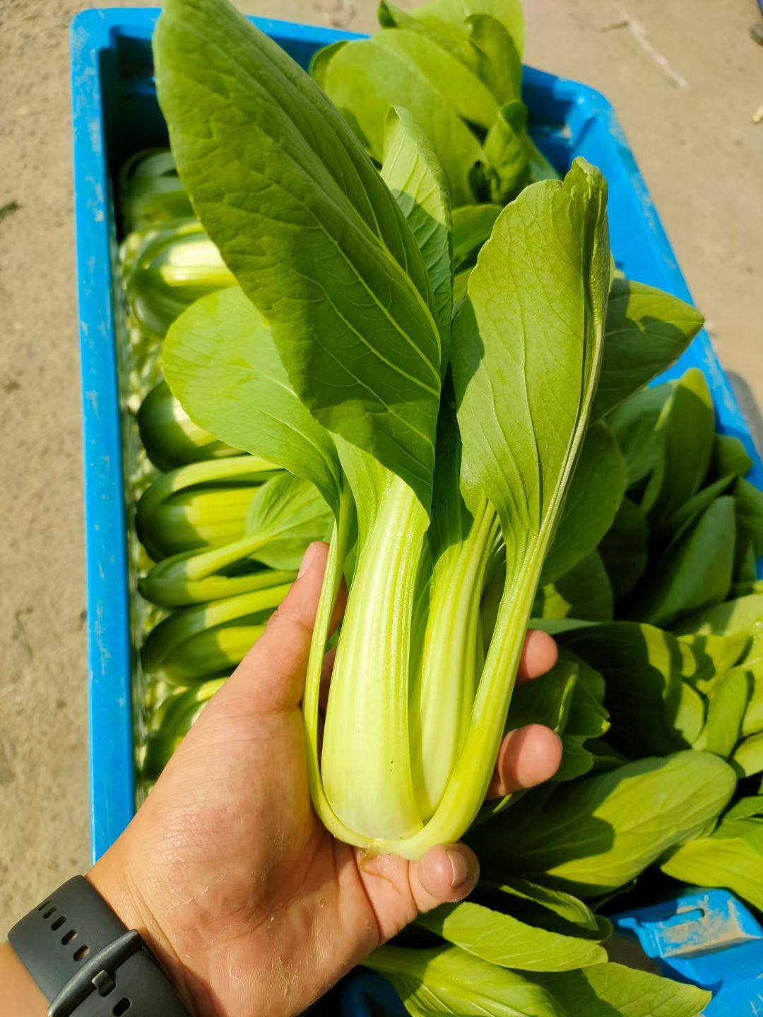 上海青 青菜