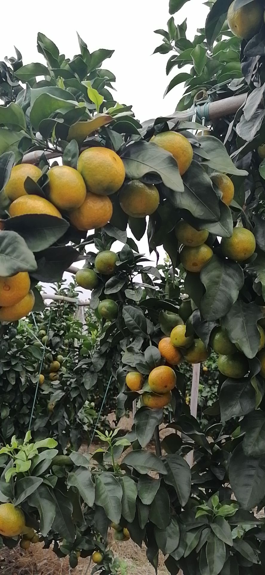  广西宾阳金秋沙糖桔即将大量上市