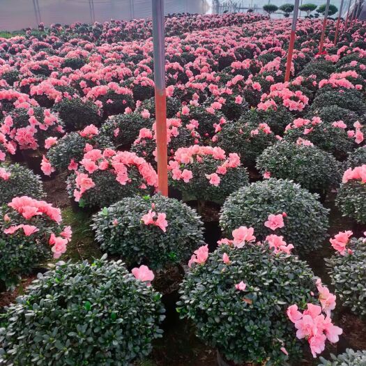 漳平市西洋杜鹃  杜鹃花西洋小桃红带花苞盆栽粉色花卉四季开花室内外好养开花不断