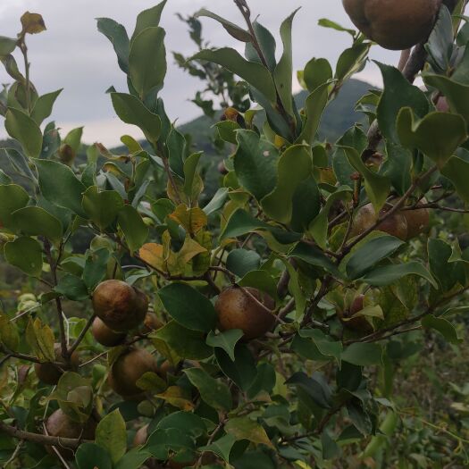 五华县山茶油 压榨法