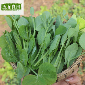 石林县豌豆苗 品质好，价格优