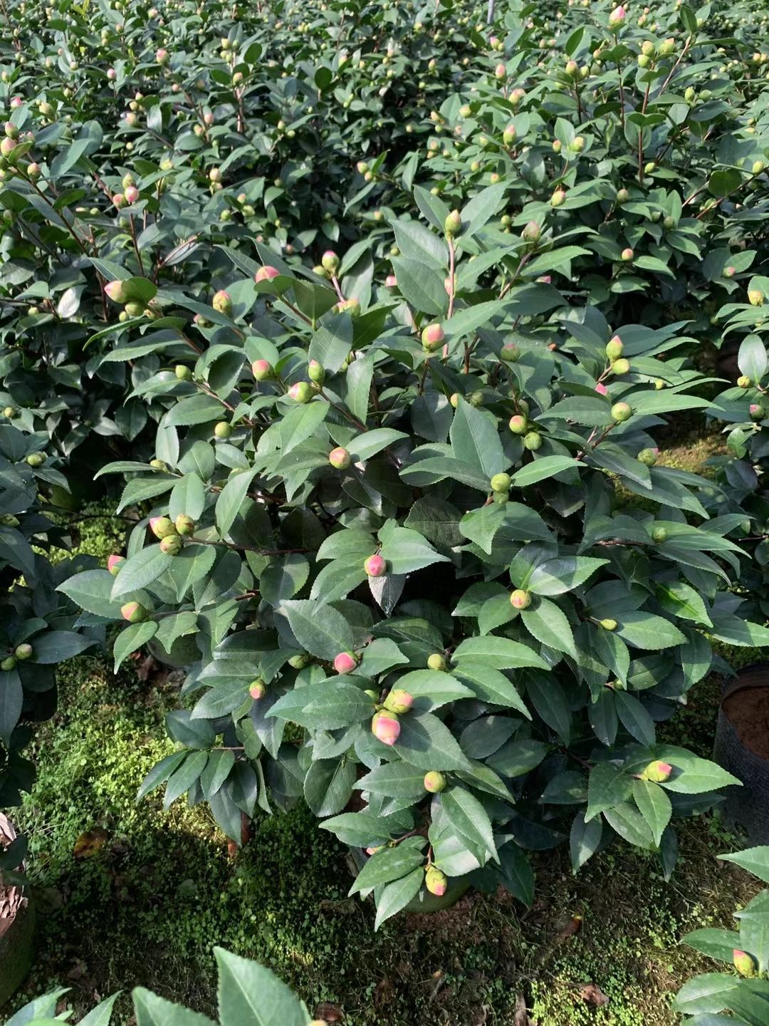 香妃山茶花盆栽带花苞四季绿植花卉浓香烈香树苗客厅阳台好养植物
