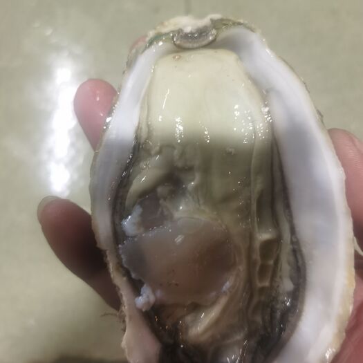 佛山生蚝  精品乳山4+  新鲜 肥度保证 专人蚝地拿货  批发