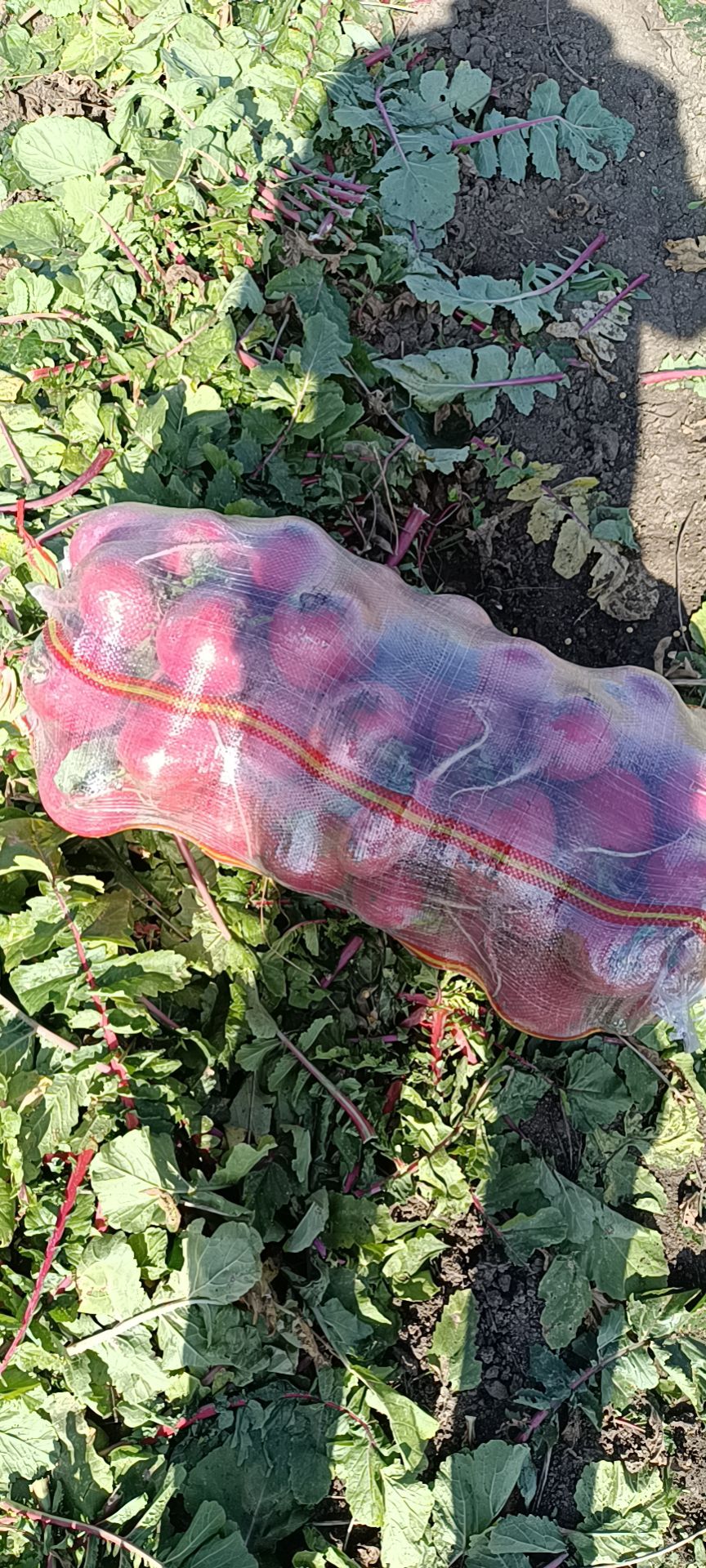 红皮萝卜 东北小红罗卜