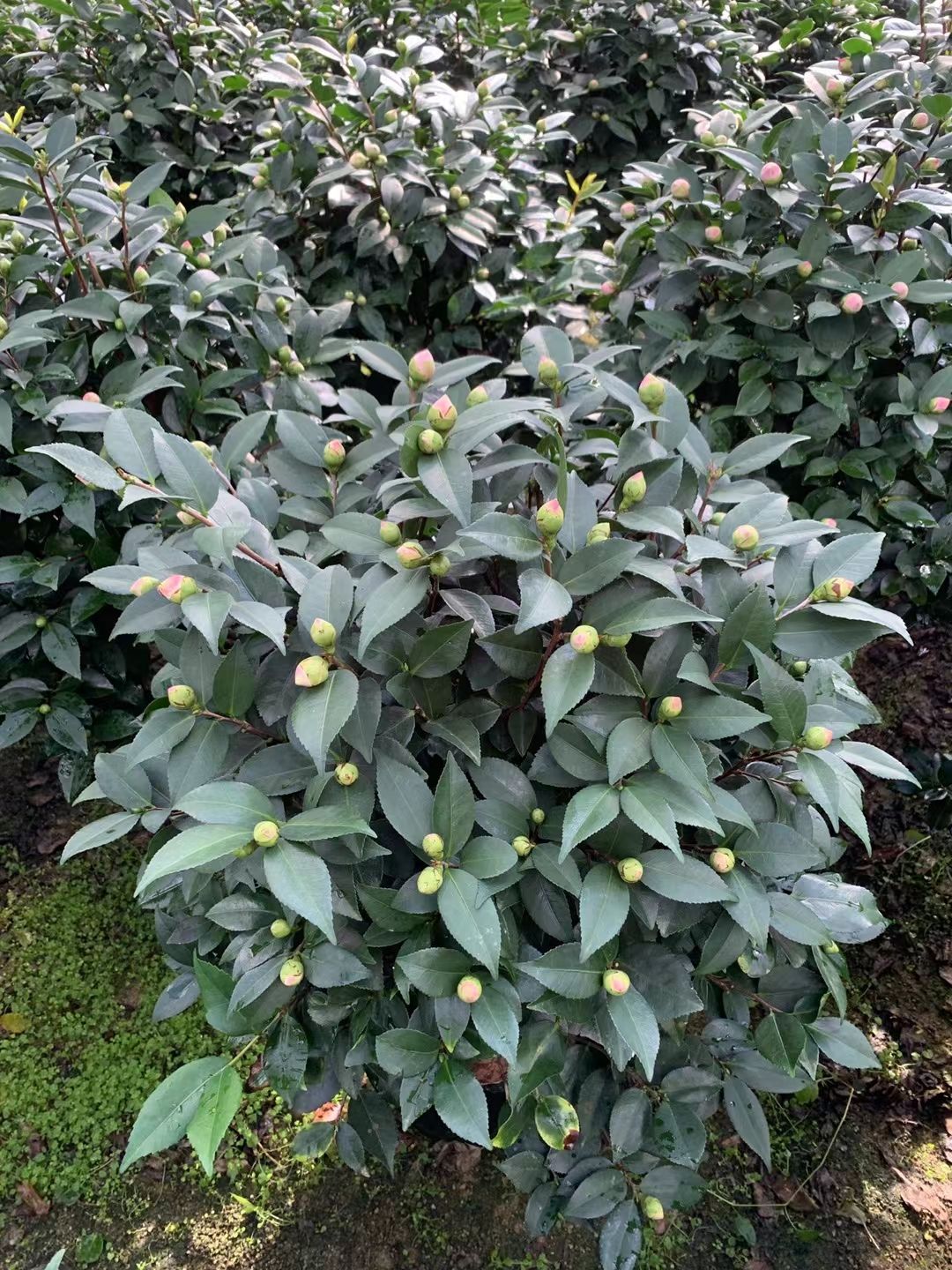 香妃山茶花盆栽带花苞四季绿植花卉浓香烈香树苗客厅阳台好养植物