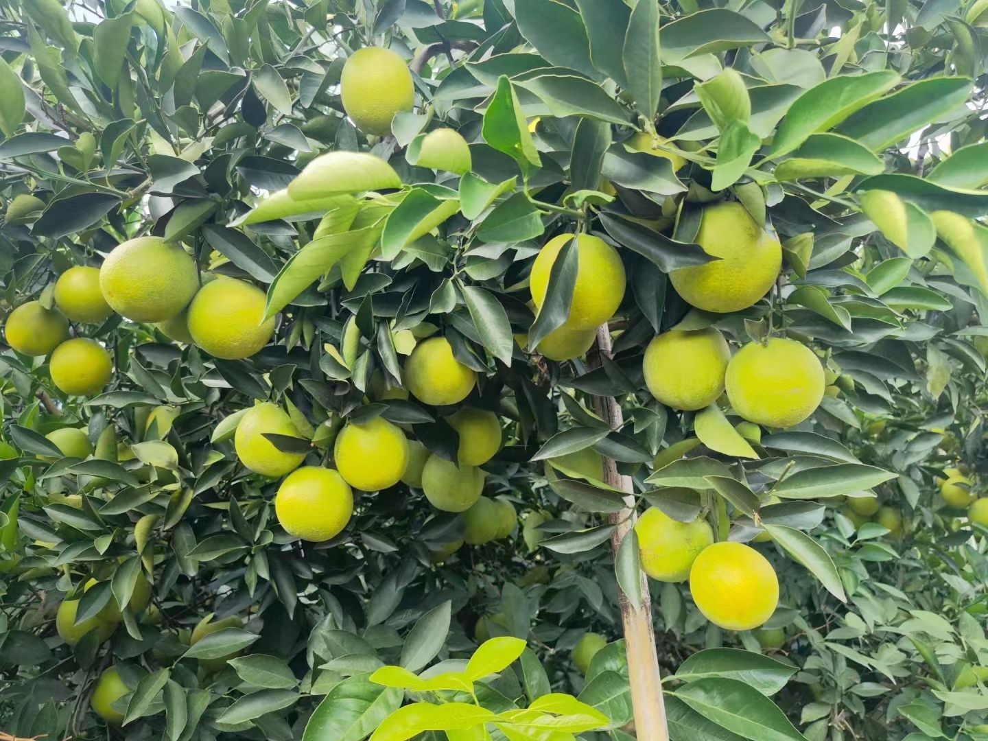 冰糖橙，金秋十月迎来了口感好，化渣，橙味重的云南高原冰糖橙，