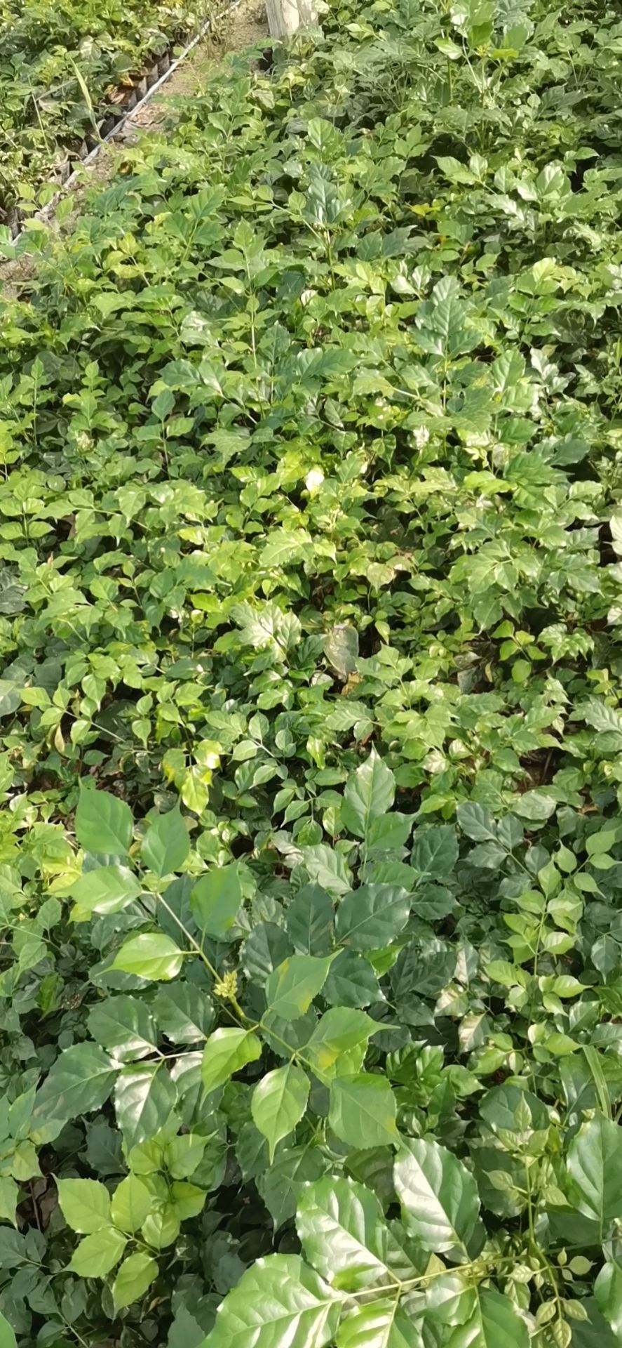 幸福树盆栽  幸福树种苗盆栽绿植基地绿宝小苗四季常青基地直销