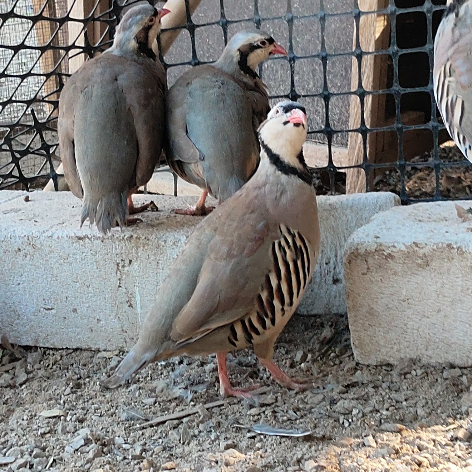 揭西縣紅腿鳥鷓鴣活鳥呱呱鳥活體飛龍嘎噶寵物鳥活體