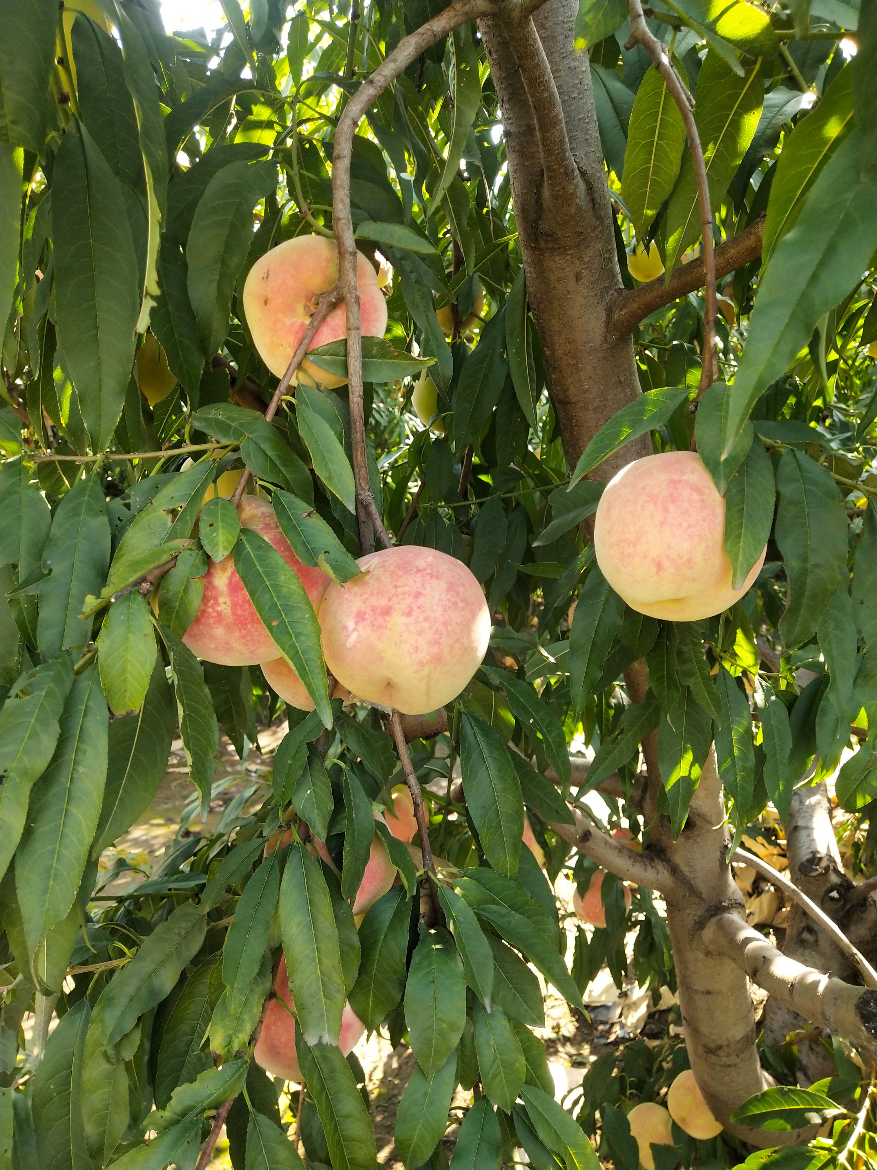 冬桃  映霜红桃，还有10天左右上市，有需要的联系，裸祧3元一斤