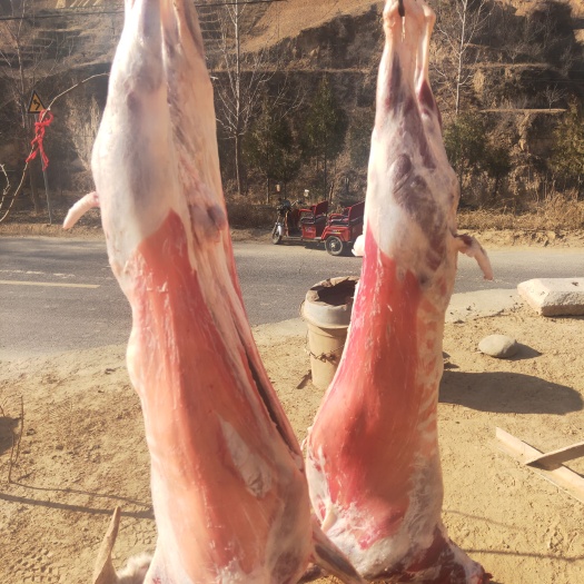 清涧县羊排 正宗陕北跑山 山羊肉