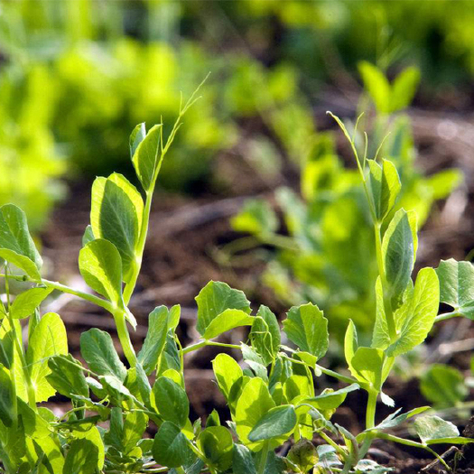 石林县豌豆苗 量大价格优惠