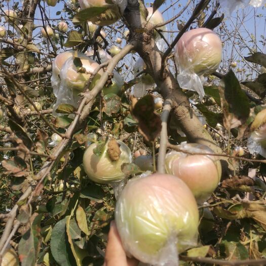 青岛青苹果  青森明月苹果