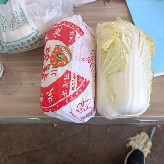 定西黄心娃娃菜 高原夏菜质量好颜色正