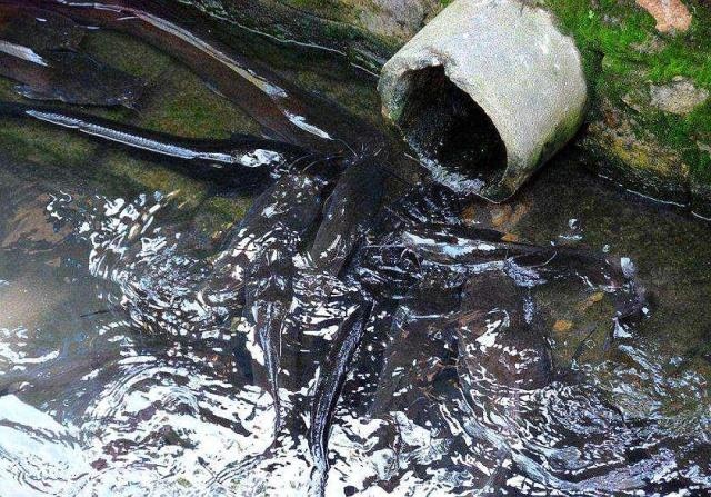 大邑县普通鲶鱼 沟鲶土鲶鱼，规格不一样，价格不一，统货7.5