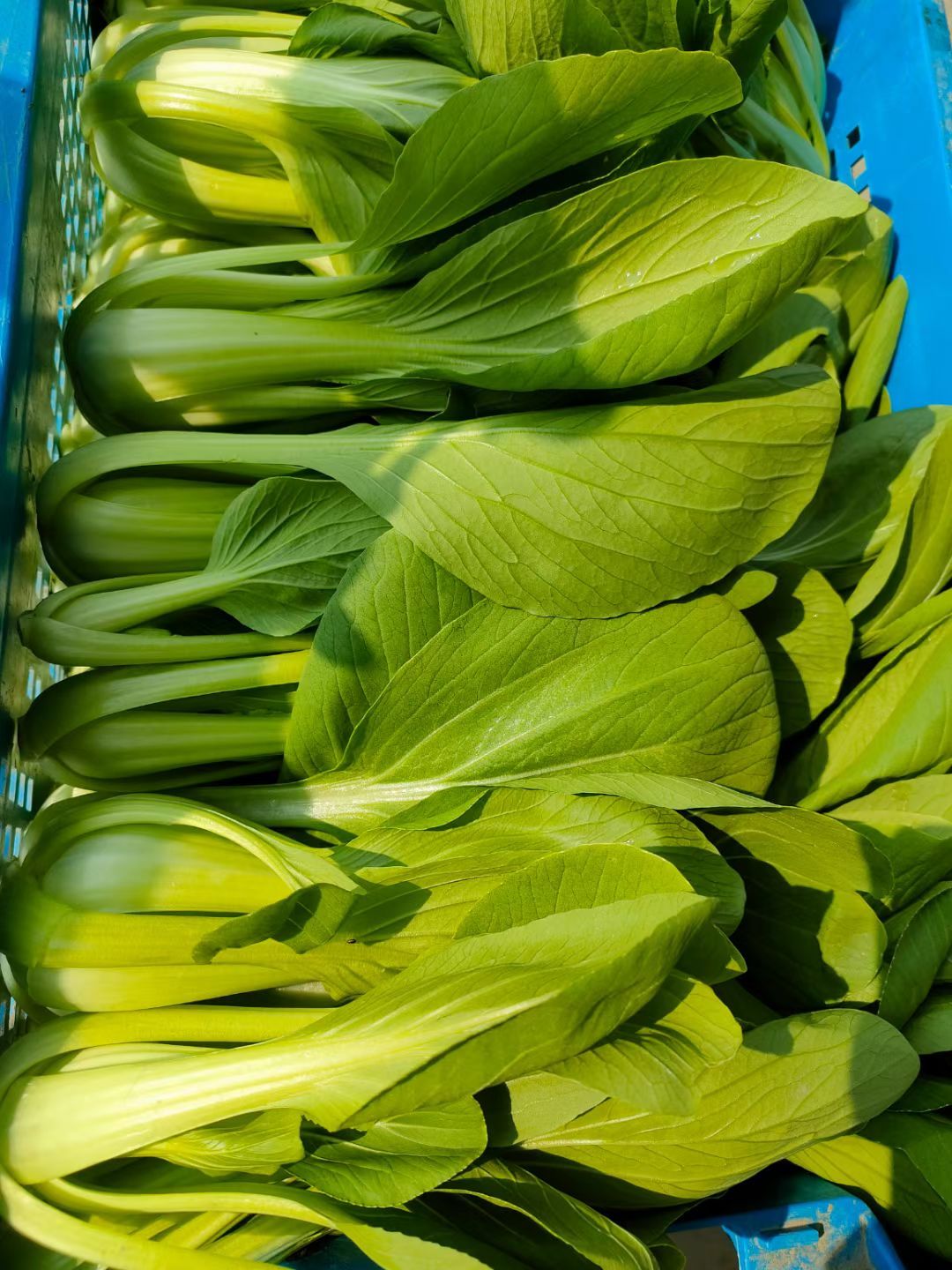 上海青 青菜