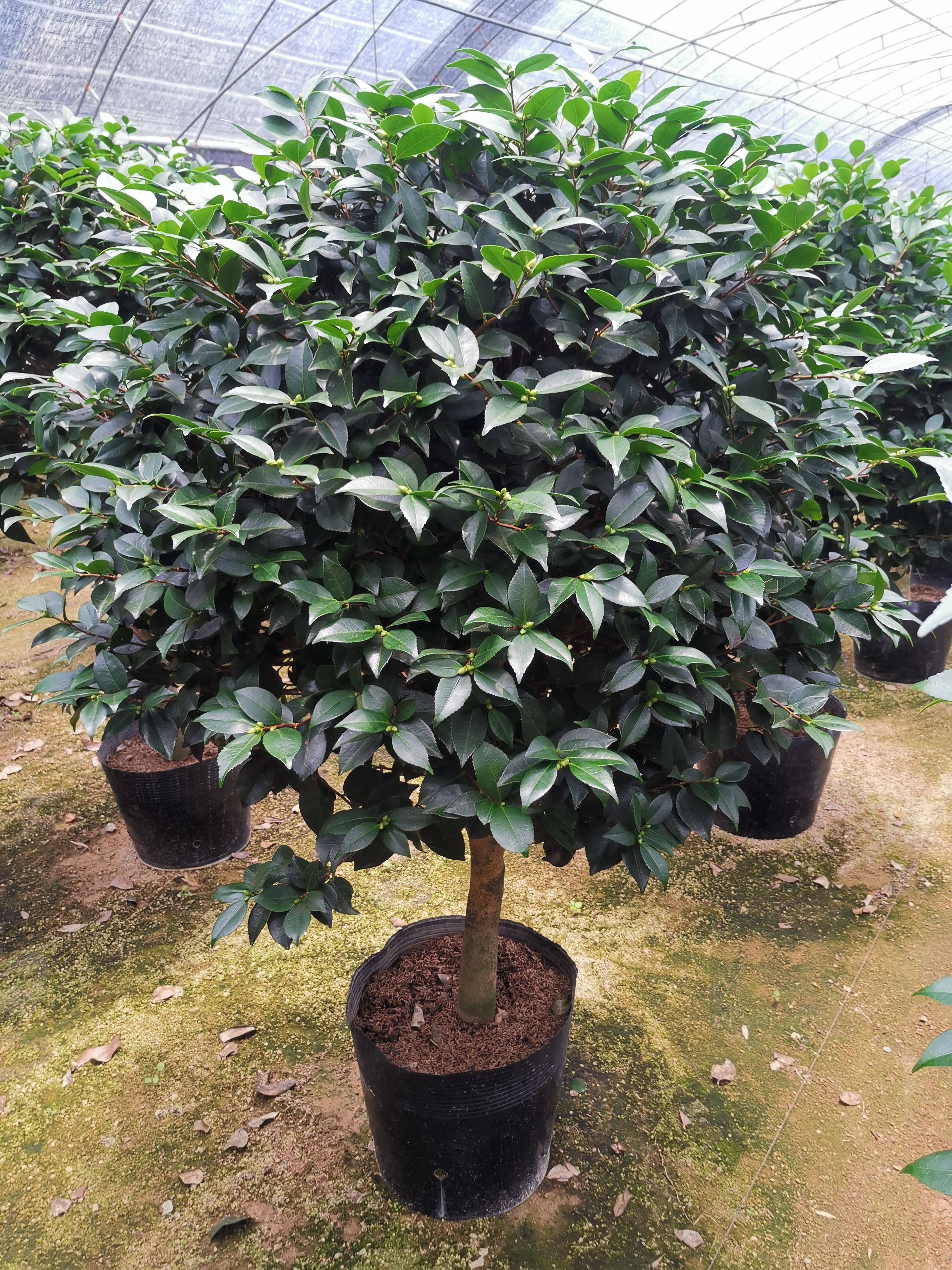 香妃山茶花盆栽带花苞四季绿植花卉浓香烈香树苗客厅阳台好养植物