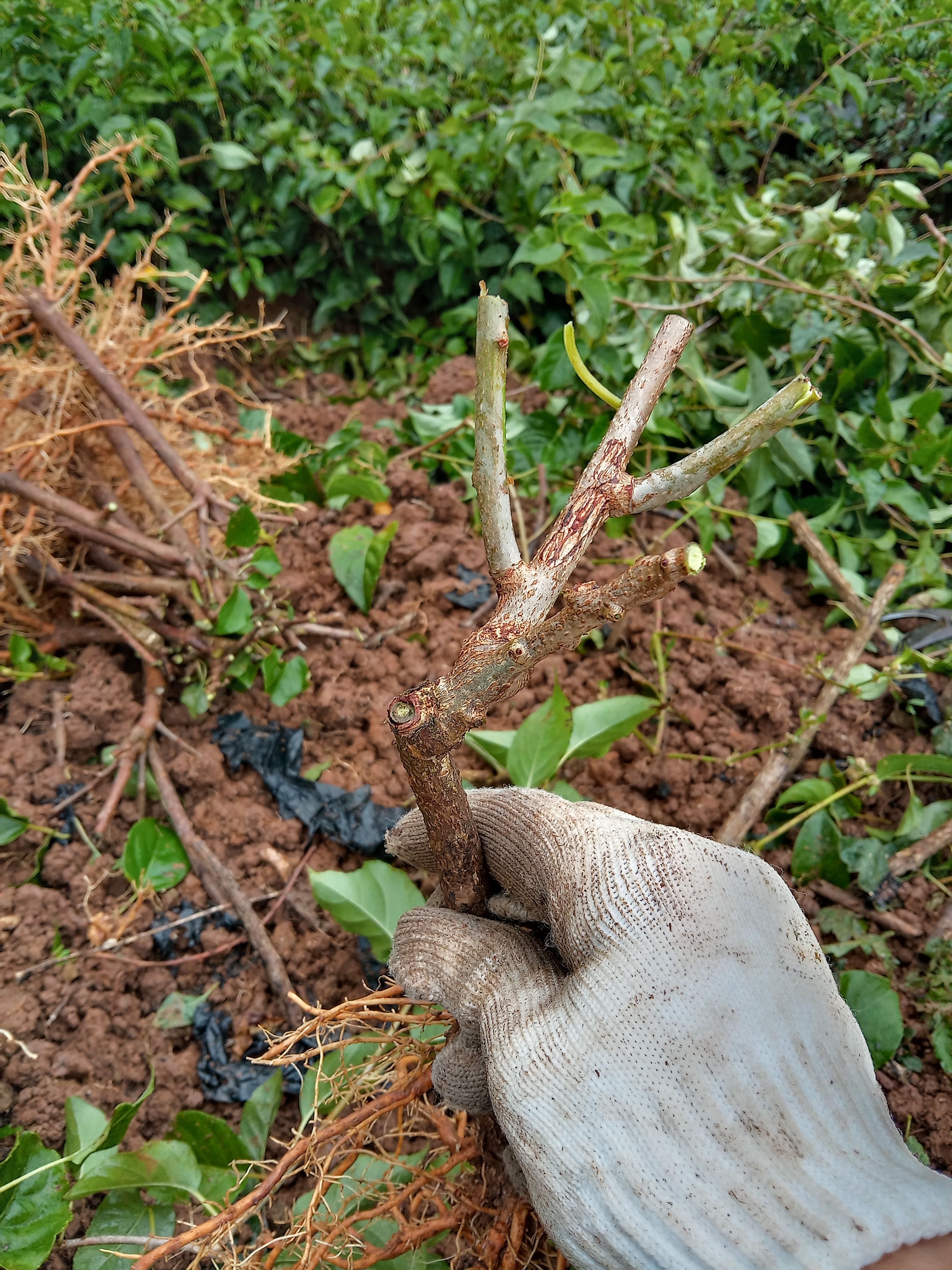 水杨桃砧木  水阳桃实生苗