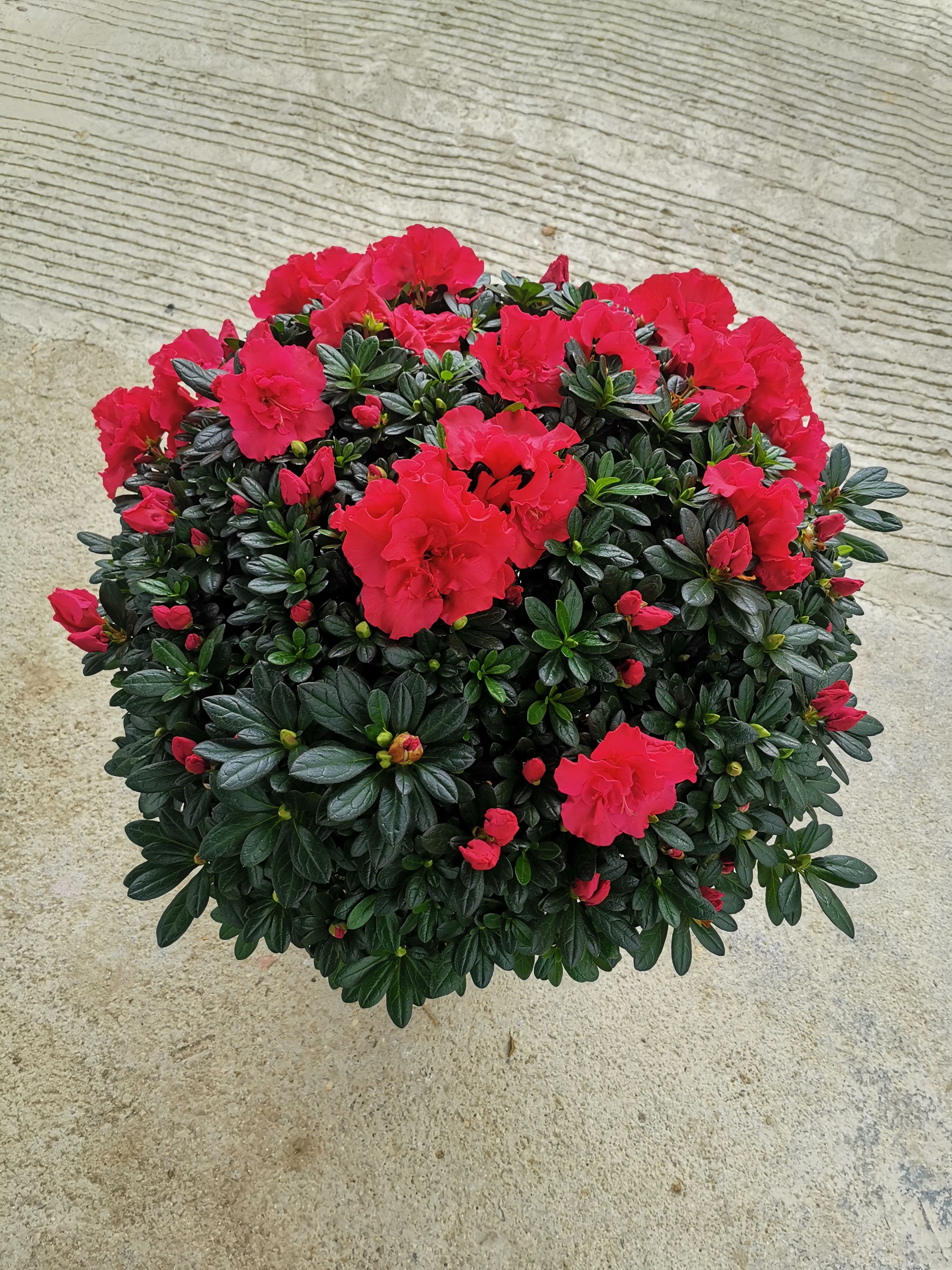 杜鹃花苗盆栽带花苞四季开花不断国旗红杜鹃花卉绿植基地直销批发