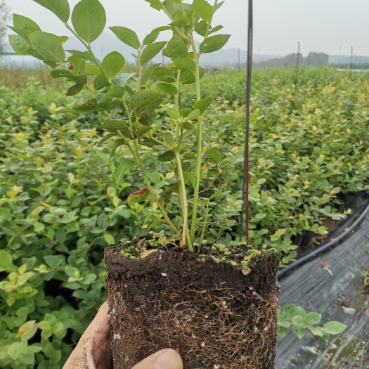肥城市 蓝丝带蓝莓苗-蓝丝带蓝莓苗价格-蓝丝带蓝莓基地