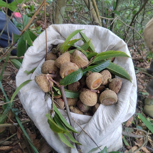 苍梧县 果（风流果）正式上市