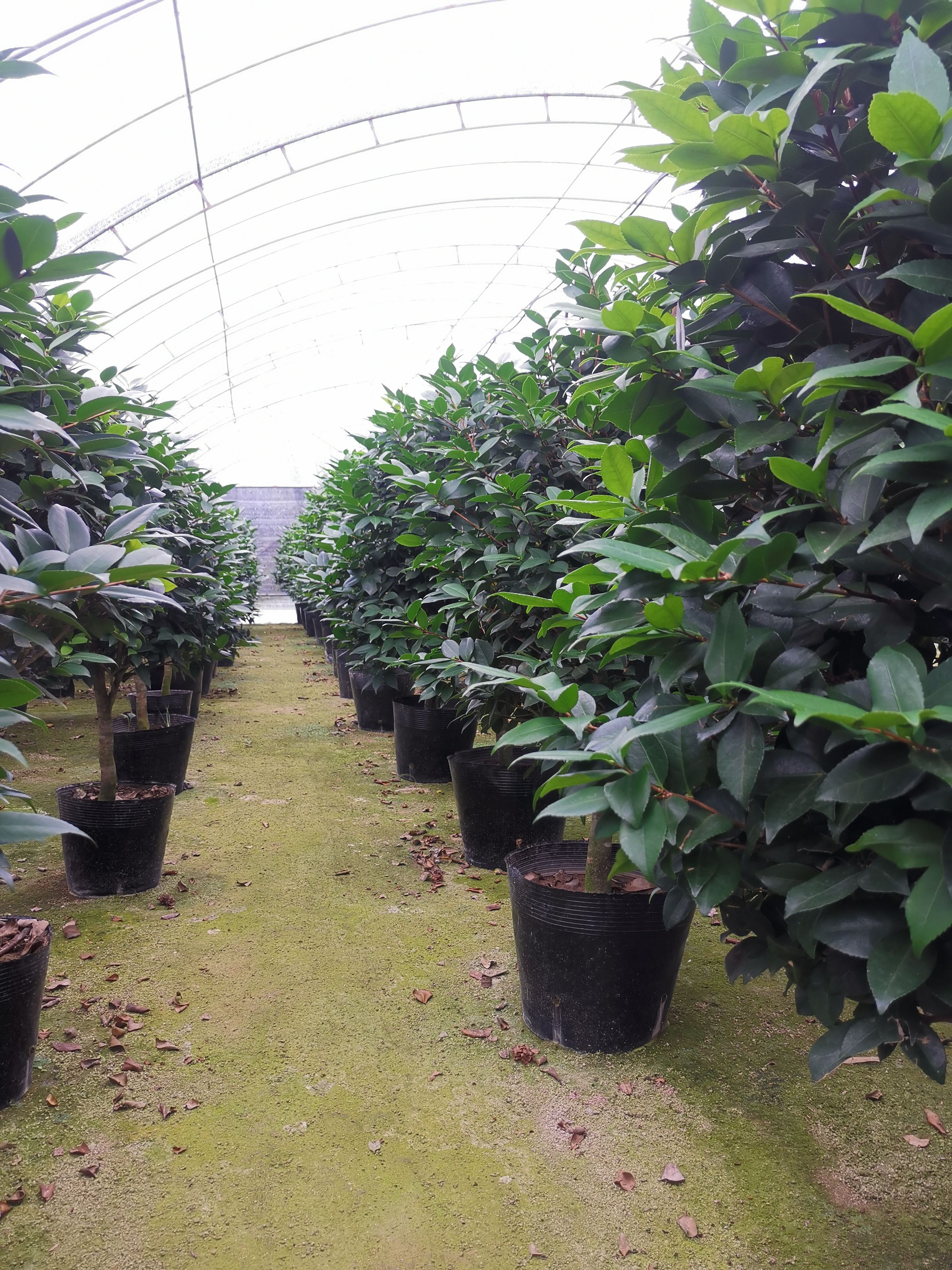 香妃山茶花盆栽带花苞四季绿植花卉浓香烈香树苗客厅阳台好养植物