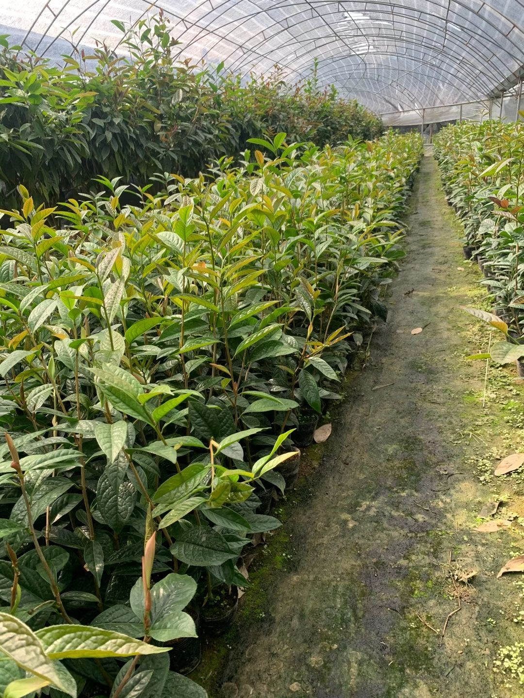 金花茶盆栽  金花茶树苗金花茶苗防普金花茶树防城金花茶苗原生树开花树批发