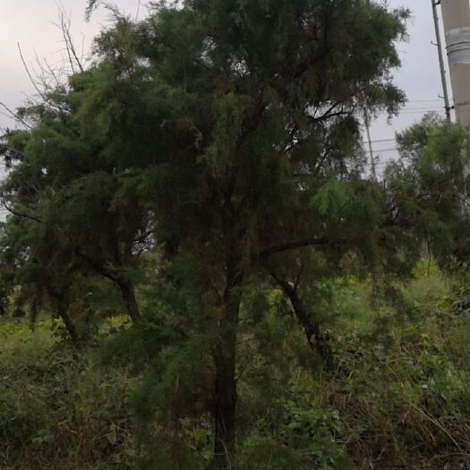 滨州红柳 柽柳