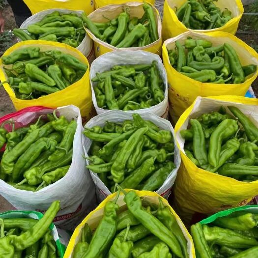 夏邑县薄皮椒  夏邑鲜辣椒，泡椒线椒大量上市，欢迎各位顾客朋友采购