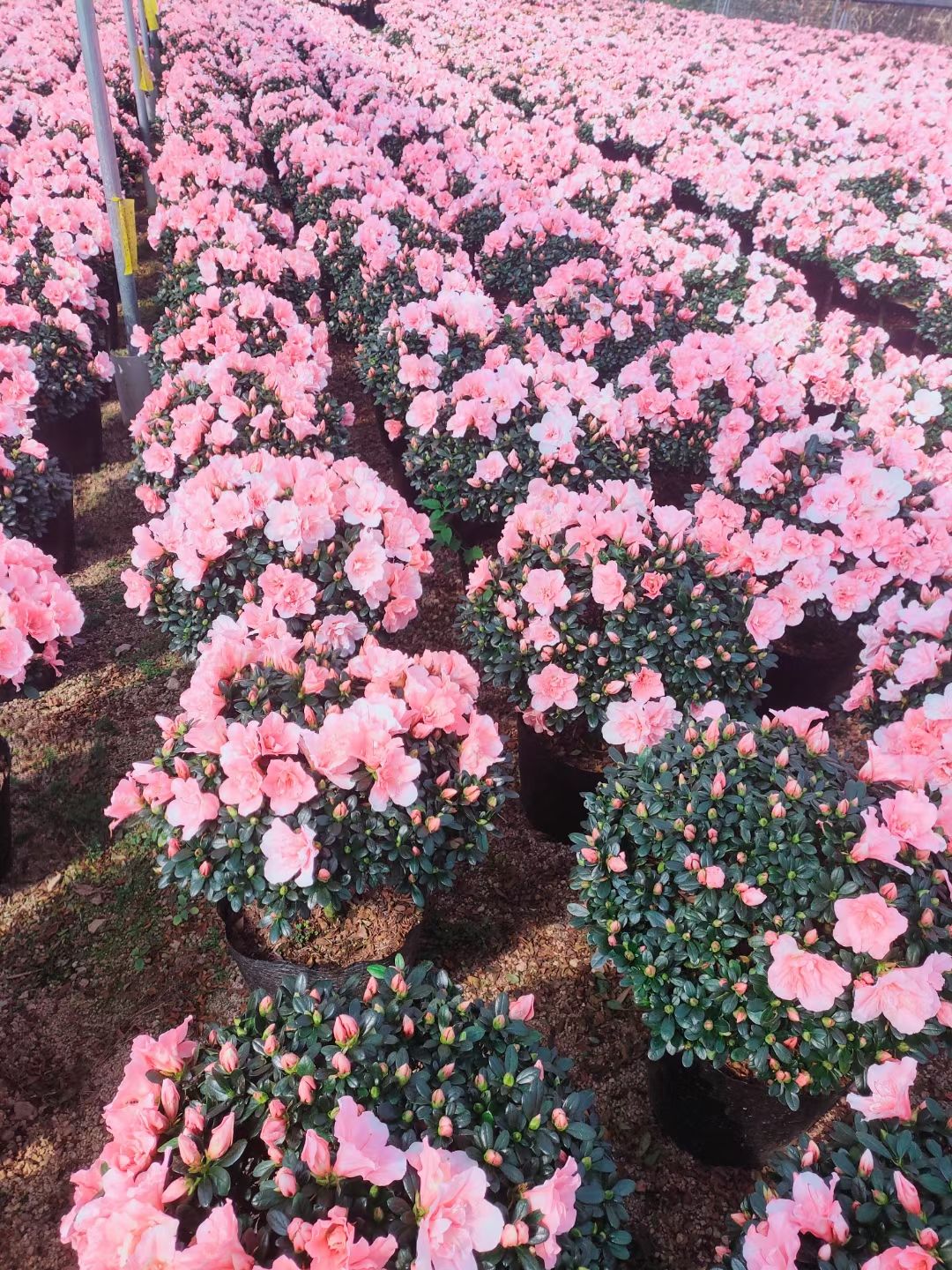 西洋杜鹃  杜鹃花西洋小桃红带花苞盆栽粉色花卉四季开花室内外好养开花不断