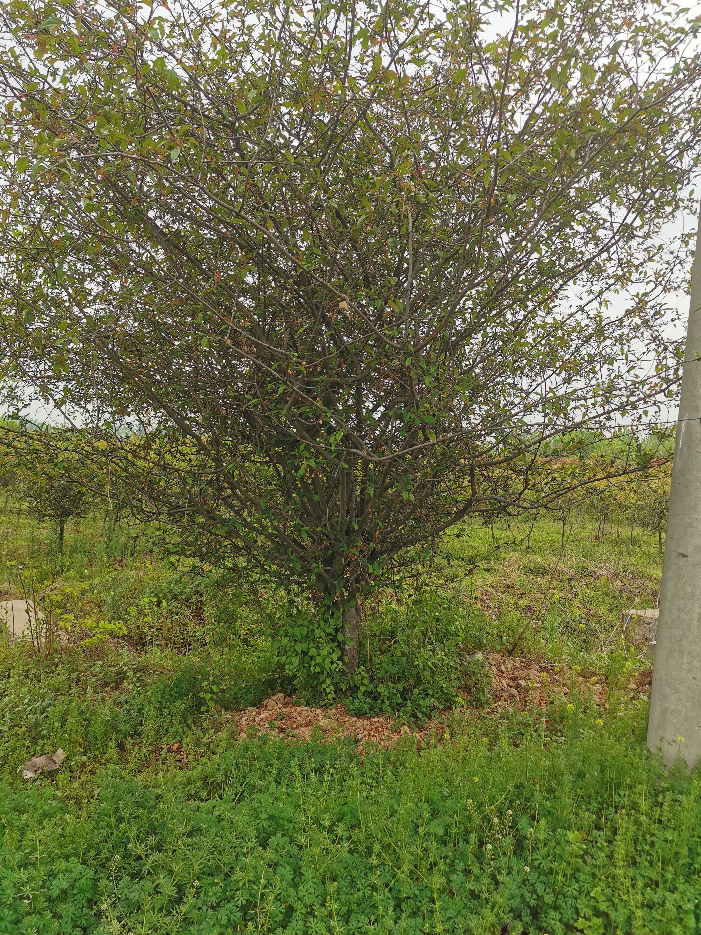 大量供应垂丝海棠6-18公分