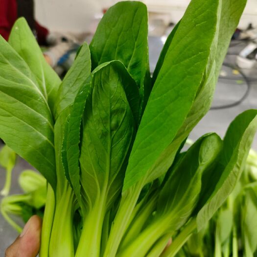 上海上海青 青菜