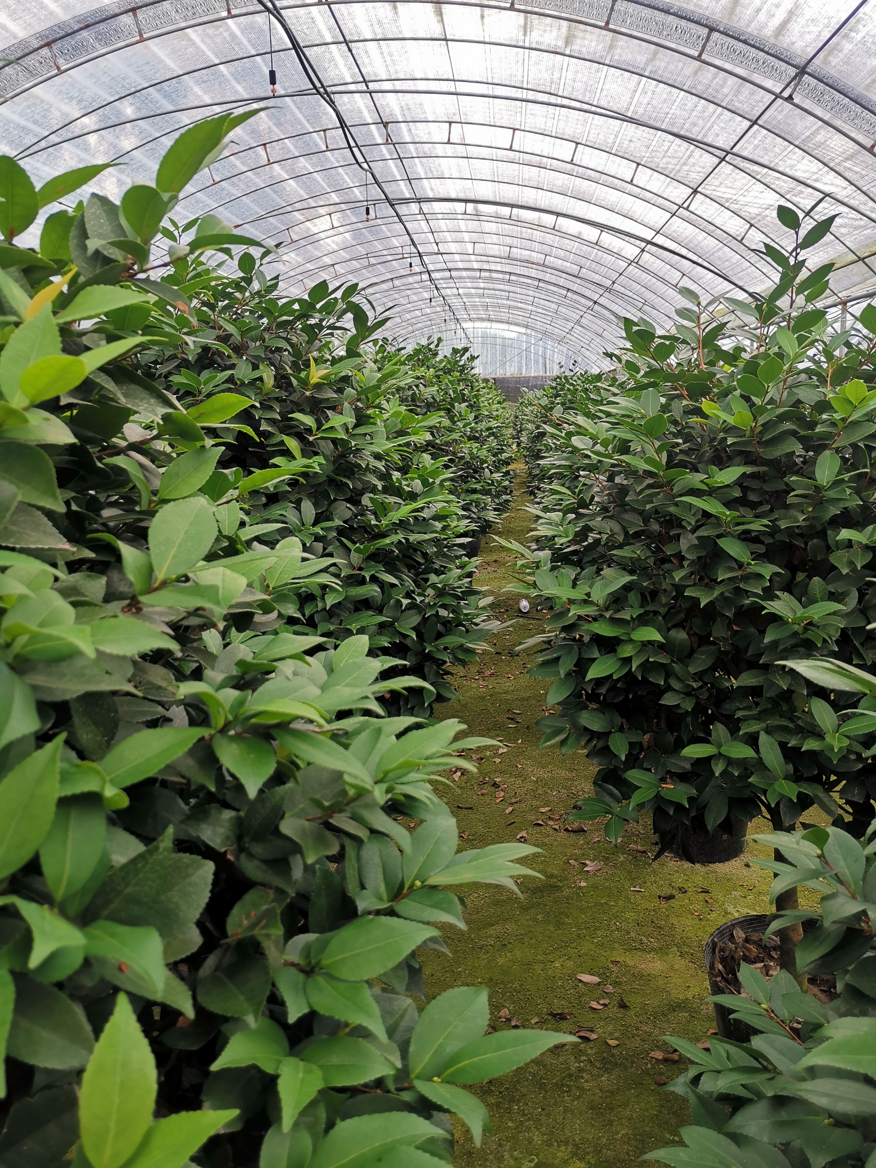 香妃山茶花盆栽带花苞四季绿植花卉浓香烈香树苗客厅阳台好养植物