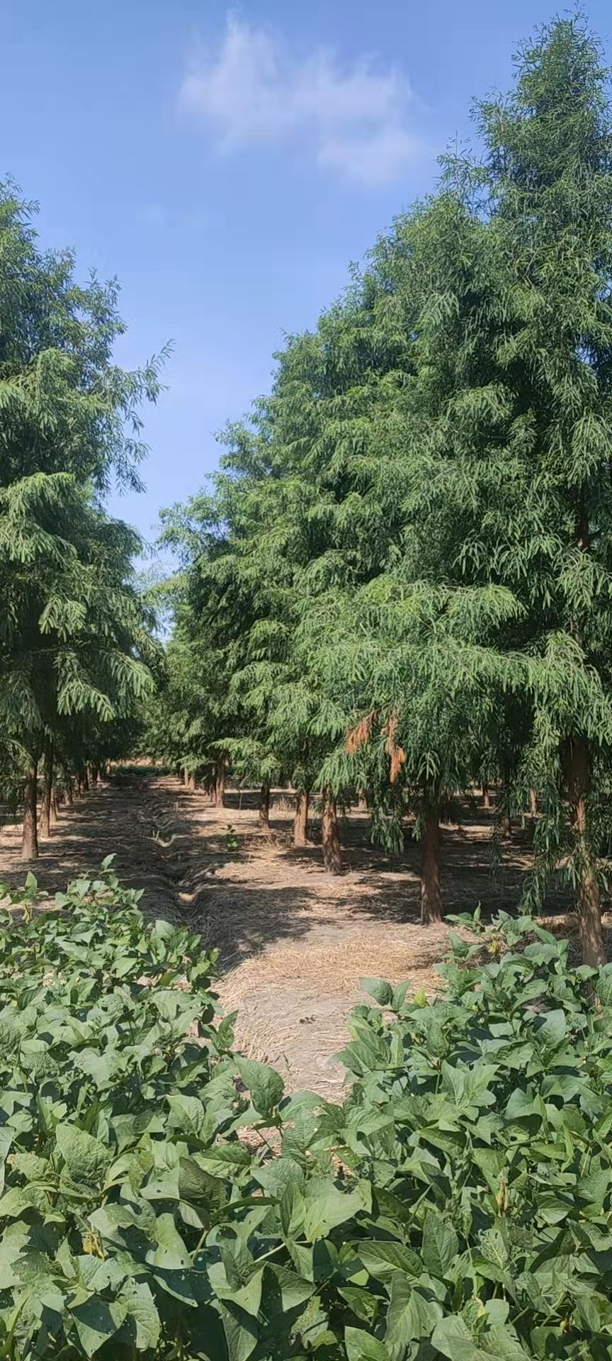 精品落羽杉100亩12到17公分大量