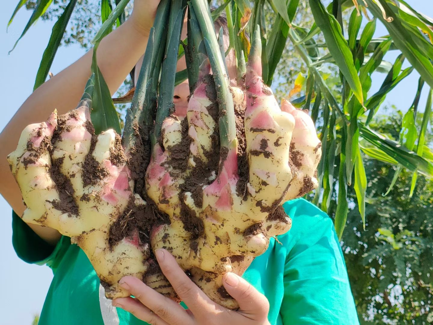 有机水溶肥 氨基酸肥料  大姜膨果防裂专用氨基酸功能肥 水溶肥冲施肥厂家直销一件包邮