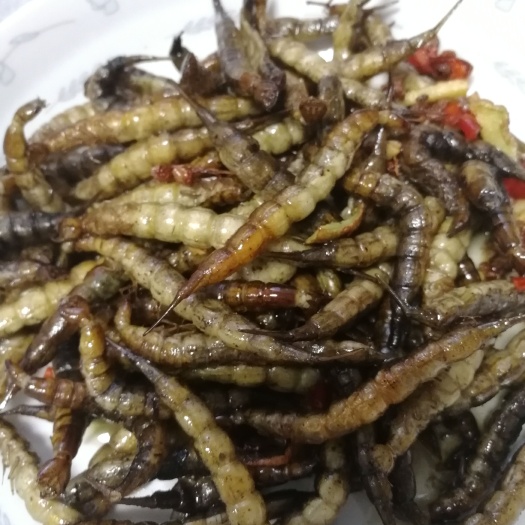 广州金边龙虱幼虫活体速冻一手货源常年批发